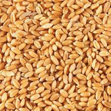 Grain Seed